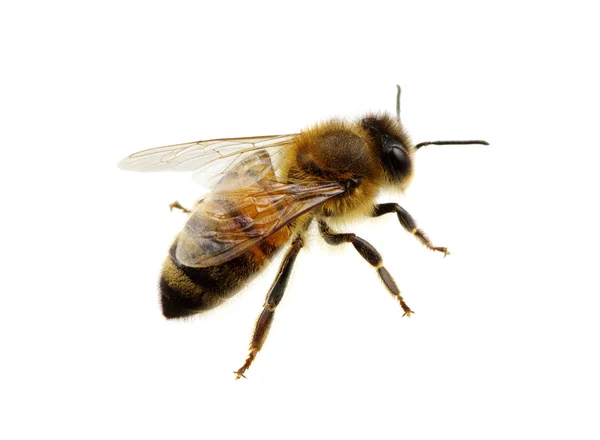 Včela izolovaná na bílém — Stock fotografie