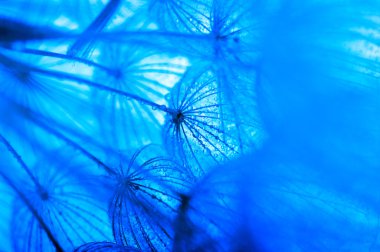 Karahindiba çiçeği arka plan