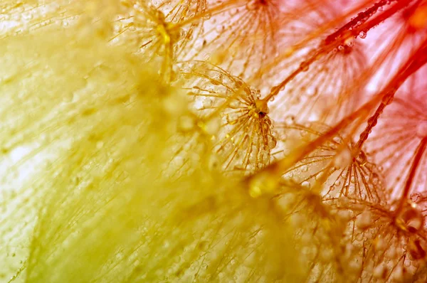 Dandelion flower background — Stock Photo, Image