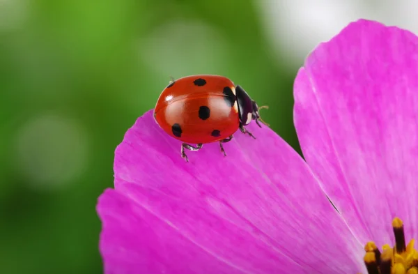 Mariquita y flor — Foto de Stock