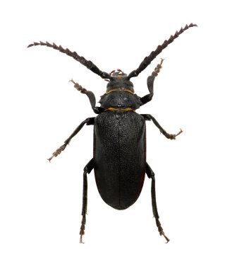 böcek bir beyaz üzerinde