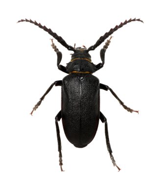 böcek bir beyaz üzerinde