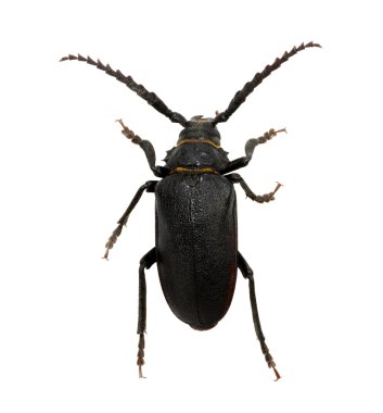 böcek bir beyaz üzerinde