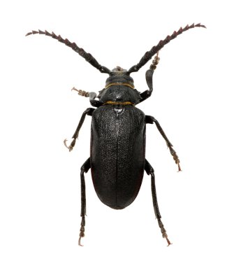 böcek bir beyaz üzerinde