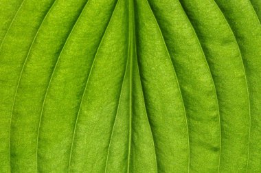  yaprak yeşil doku