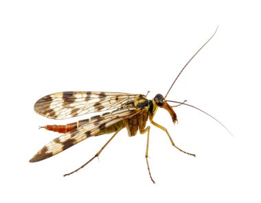 böcek üzerinde beyaz