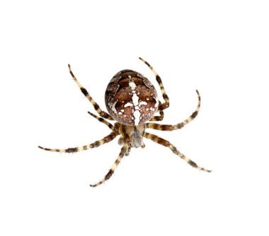 böcek üzerinde beyaz