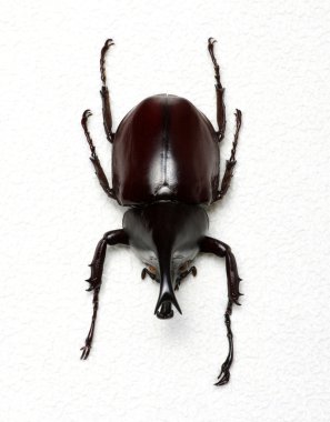 böcek üzerinde beyaz