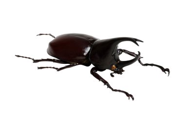 böcek üzerinde beyaz