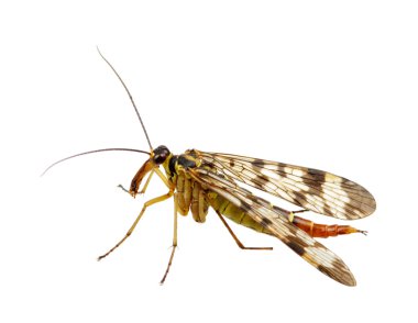 böcek üzerinde beyaz