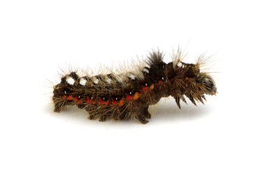 böcek üzerinde beyaz