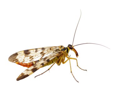 böcek üzerinde beyaz