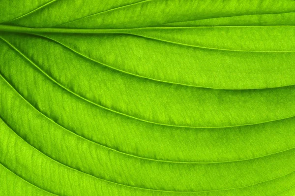 Texture fogliare verde — Foto Stock