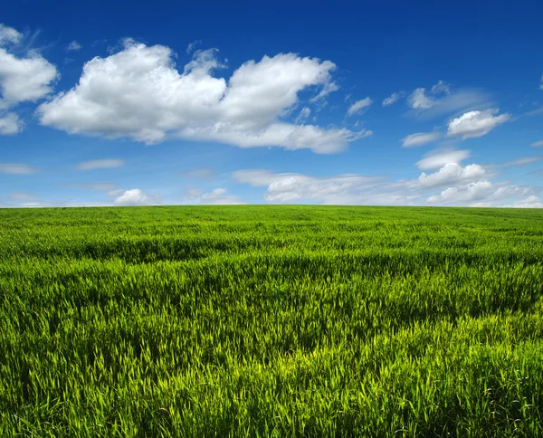 Groen veld en lucht — Stockfoto