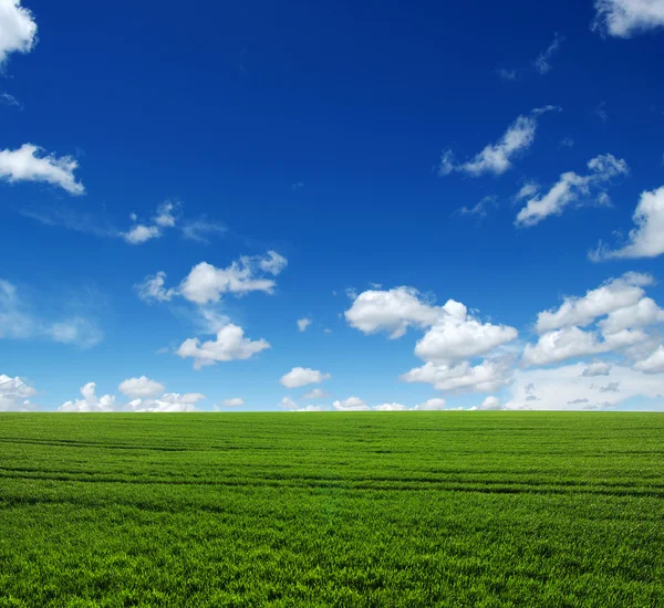 Campo verde e cielo — Foto Stock