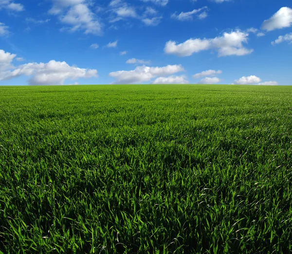 Zielone pole i niebo — Zdjęcie stockowe