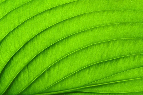 Green leaf texture — Stock Photo, Image