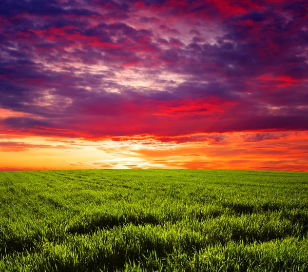 Campo verde e céu — Fotografia de Stock