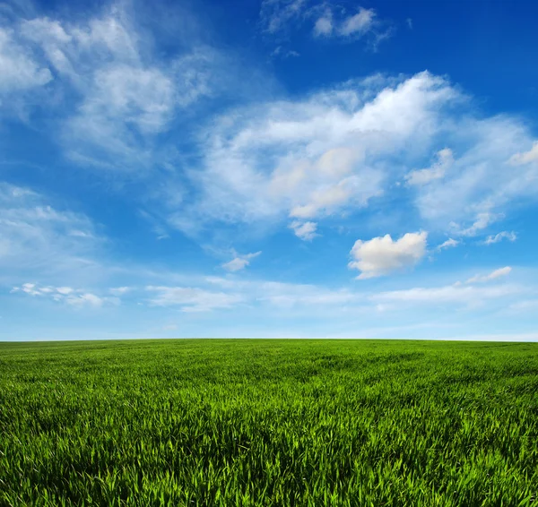 Grönt fält och himmel — Stockfoto