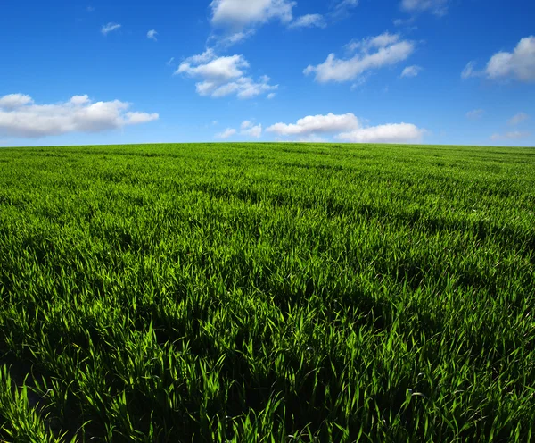 Campo verde e cielo — Foto Stock