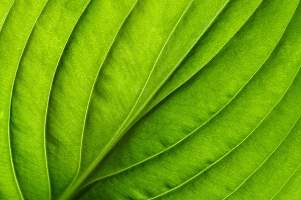 Grönt blad konsistens — Stockfoto