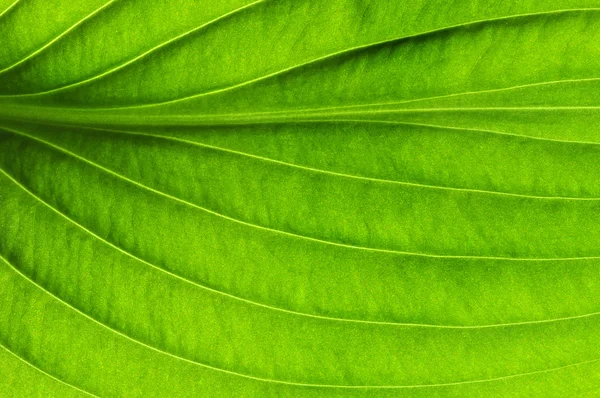 Groene blad textuur — Stockfoto