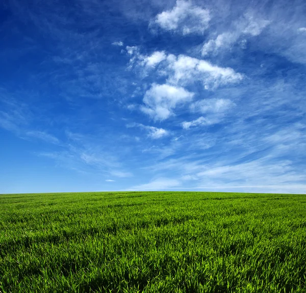 Campo verde y cielo — Foto de Stock