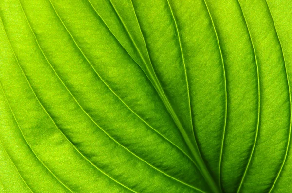 Green leaf texture — Stock Photo, Image