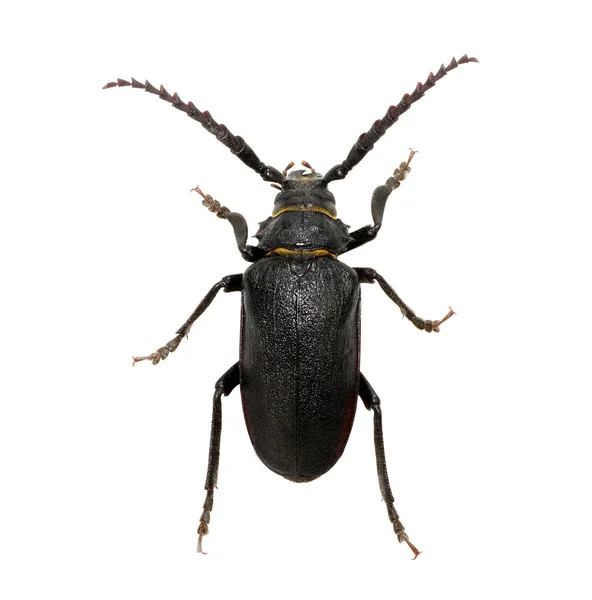 Insect on a white — Stock Photo, Image