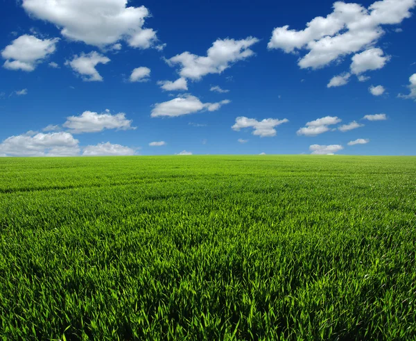 Grönt fält och himmel — Stockfoto