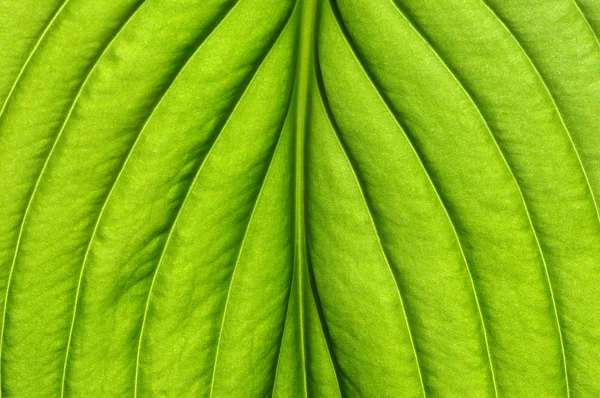 Texture fogliare verde — Foto Stock