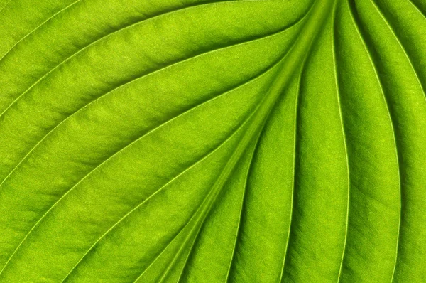 Green leaf texture — Stock Photo, Image