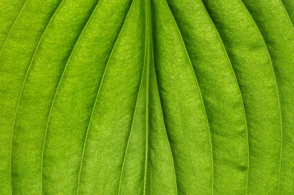 Texture fogliare verde — Foto Stock