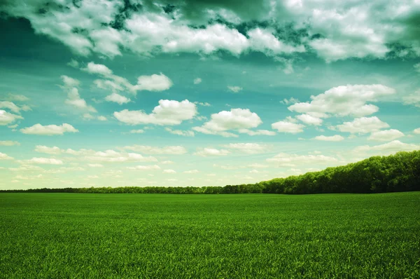 Green field and sky — Stock Photo, Image