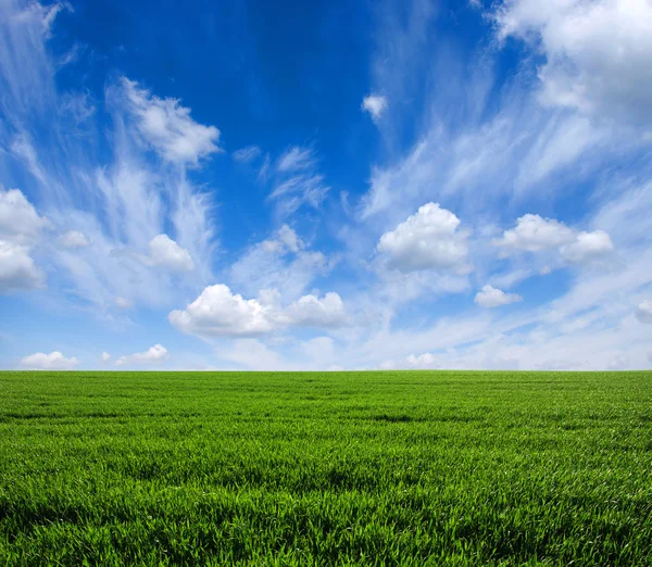 Campo verde e céu — Fotografia de Stock