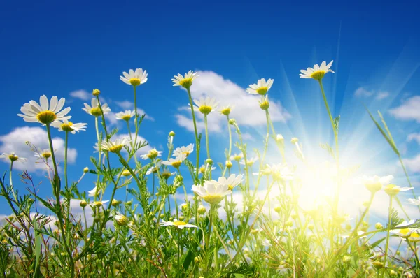 Százszorszép virág és a sun. — Stock Fotó