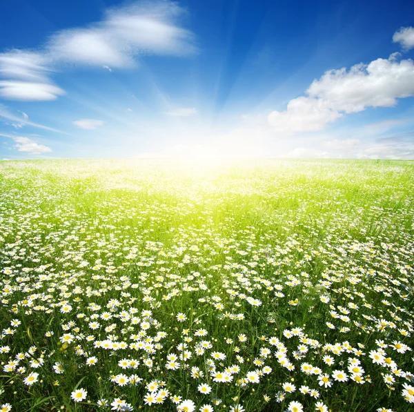 デイジーの花と太陽. — ストック写真