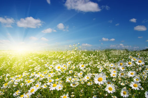 Stokrotka kwiaty i słońce. — Zdjęcie stockowe