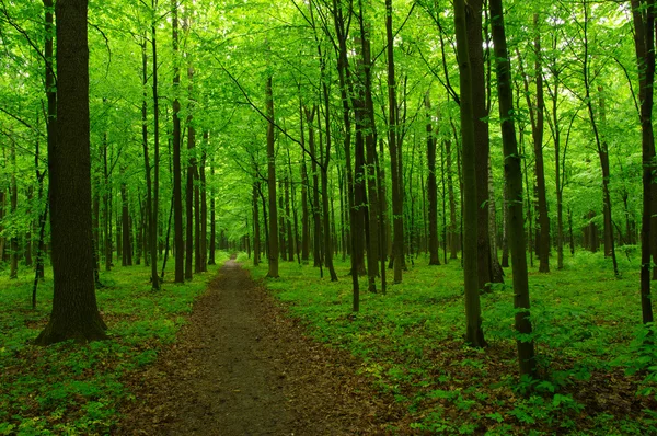 Vacker grön skog — Stockfoto