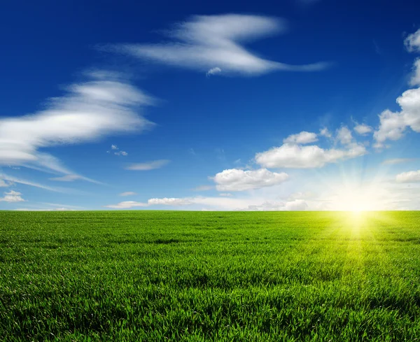 Field and sun — Stock Photo, Image