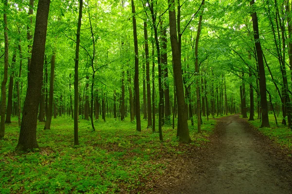 Vacker grön skog — Stockfoto