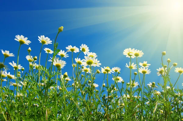 Daisy flowers and sun. — Stock Photo, Image