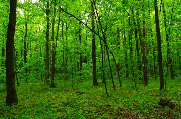 Vacker grön skog — Stockfoto