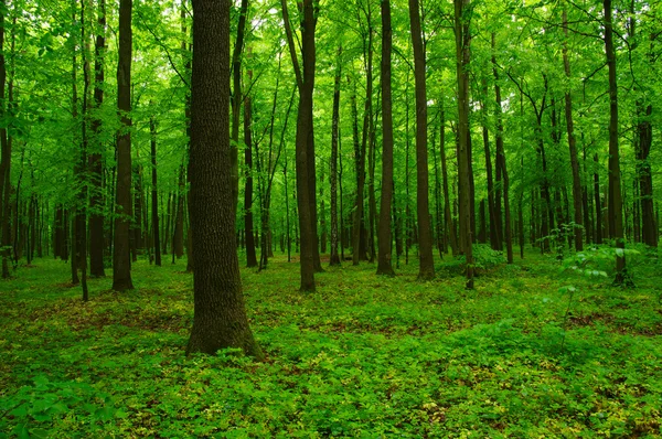 Bela floresta verde — Fotografia de Stock