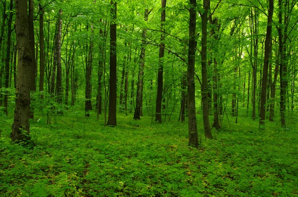 Schöner grüner Wald — Stockfoto