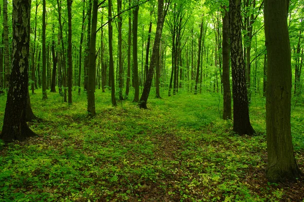 Spring green forest — Stock Photo, Image