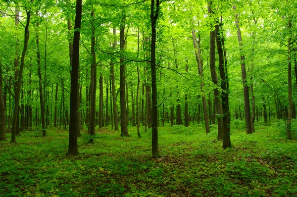 Bosque verde primavera —  Fotos de Stock
