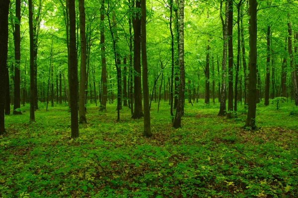 Bosque verde primavera —  Fotos de Stock