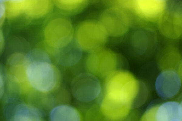 Зеленый размытый фон
