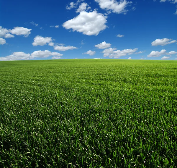 Field and sky — Stock Photo, Image